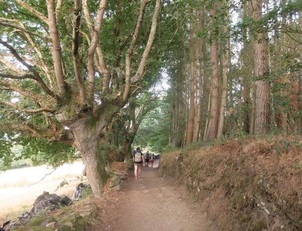 immagine di pellegrini in cammino nel bosco della galizia